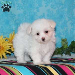 Flamingo, Maltipoo Puppy